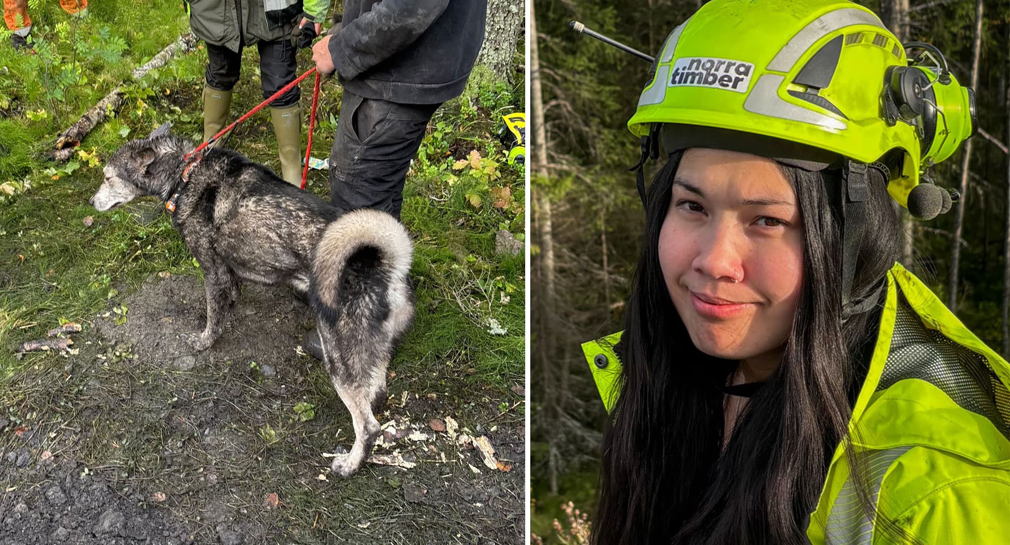 Att rädda hundar ingår vanligtvis inte i truckföraren Jennifer Arvidsson vardag. Foto: Privat